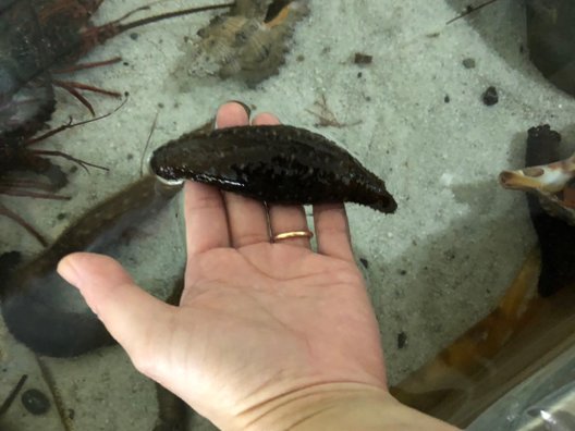 むろと廃校水族館