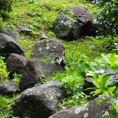 小田原城