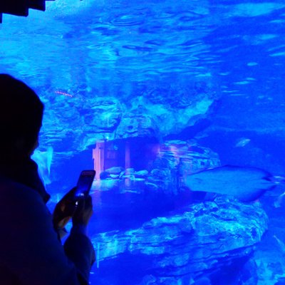 【閉園】神戸市立須磨海浜水族園