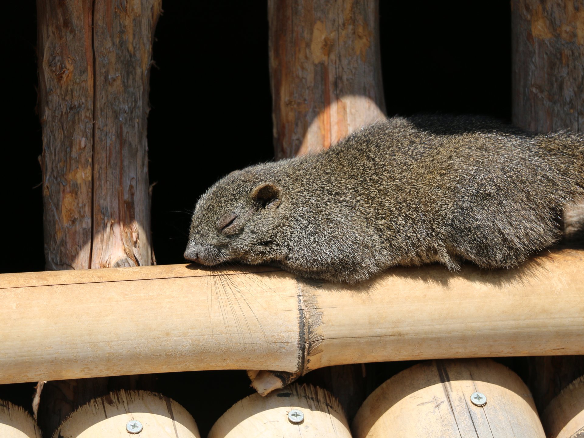 牛久大仏・ふれあい動物公園