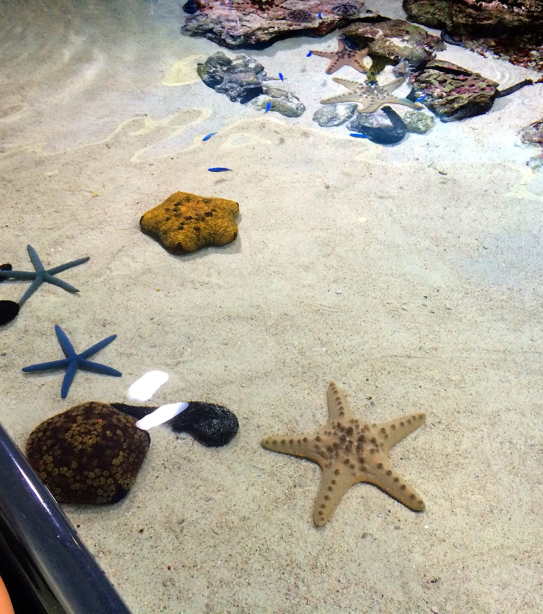 沖縄美ら海水族館