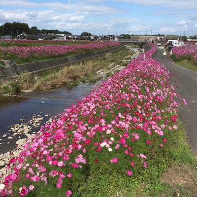 三光コスモス園