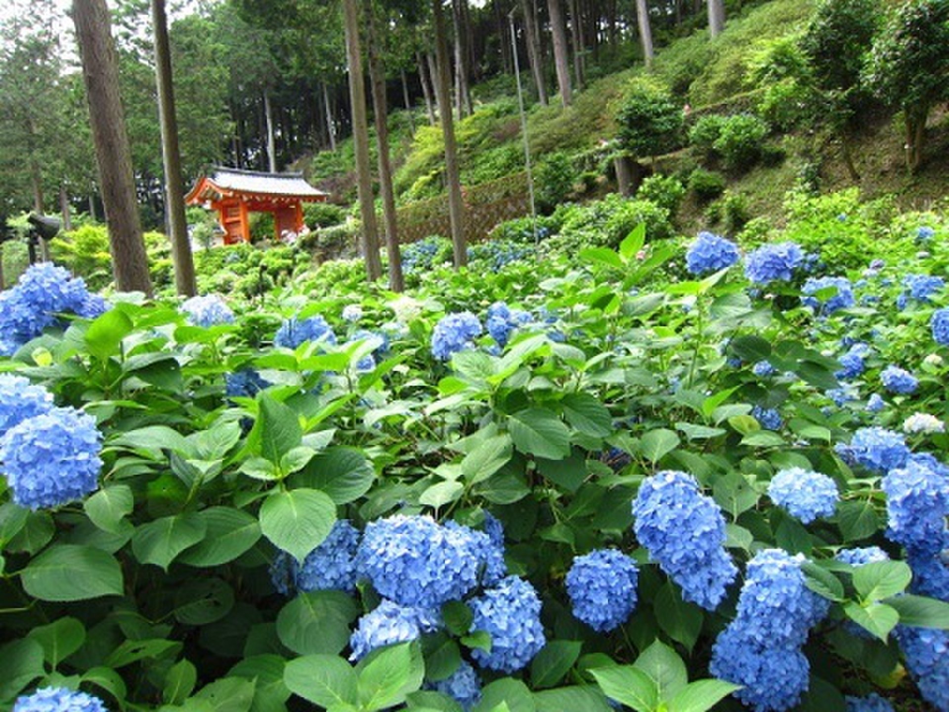 ☆約50種類、一万株もの紫陽花が咲き誇る～！！京都の紫陽花の名所☆三室戸寺☆　