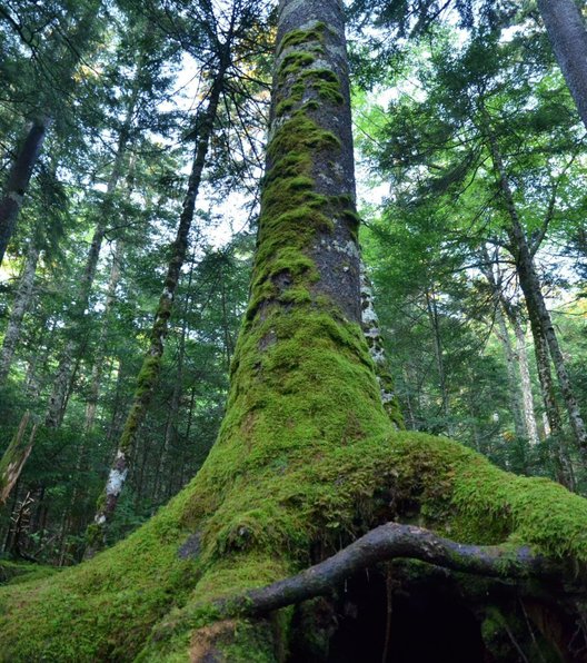 麦草峠