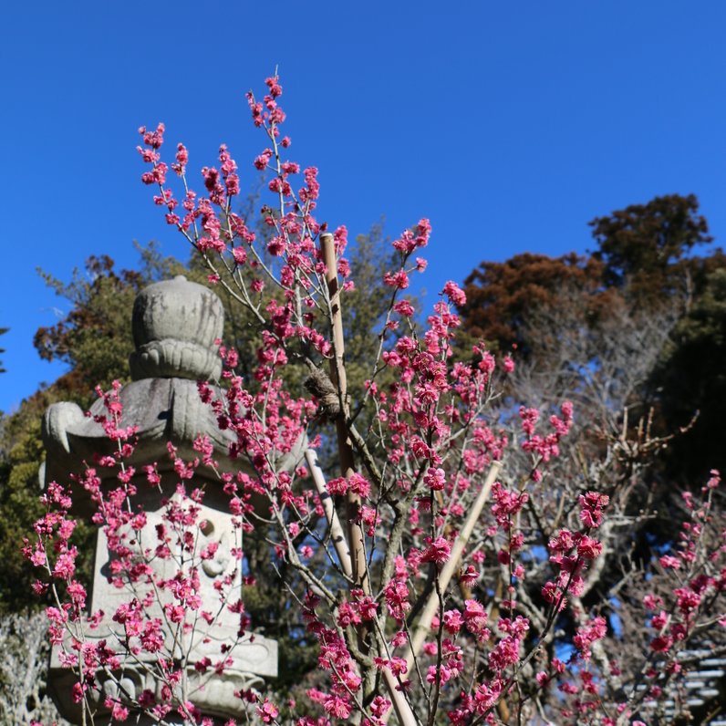 成田山公園内梅林