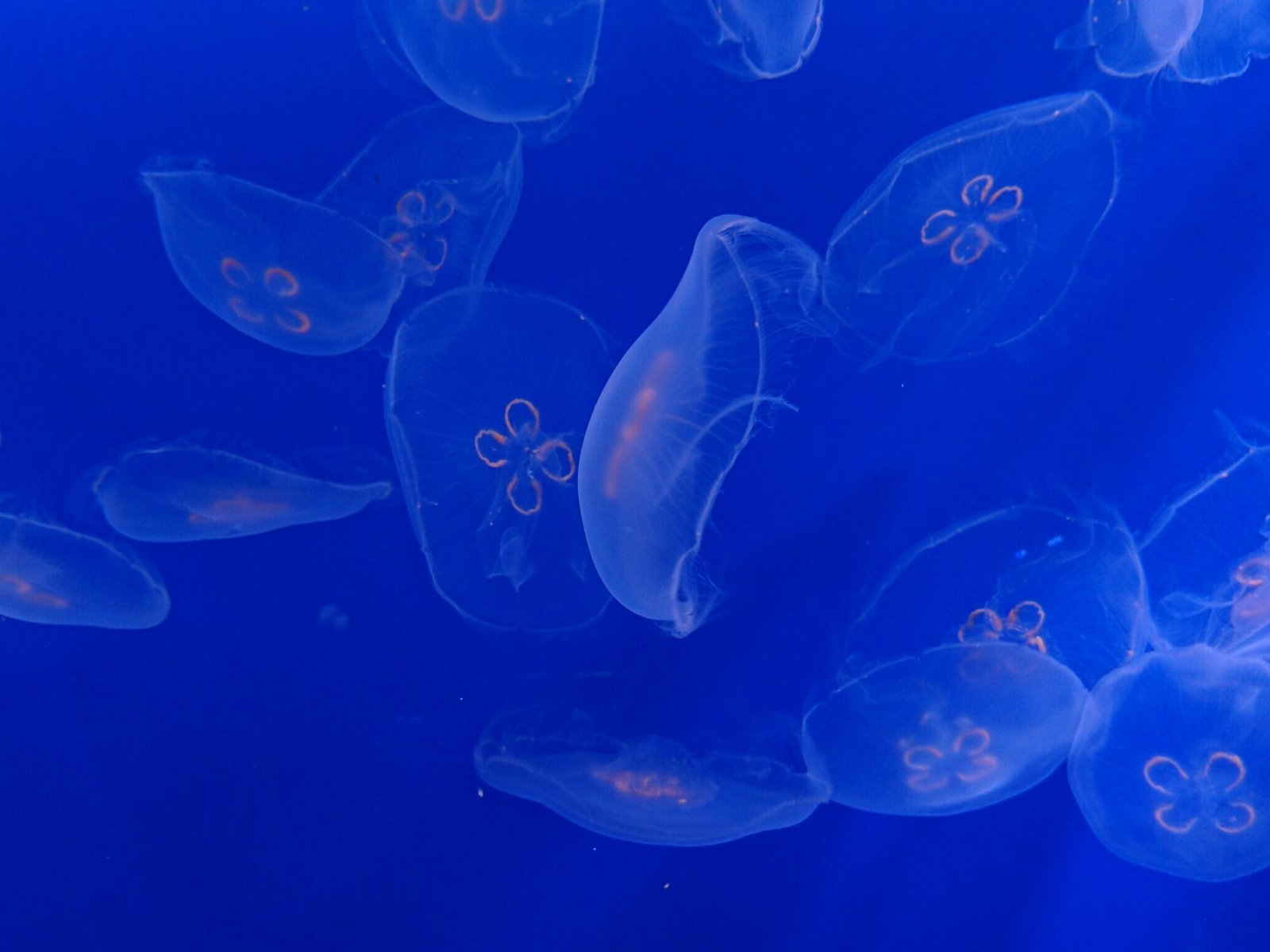 すみだ水族館