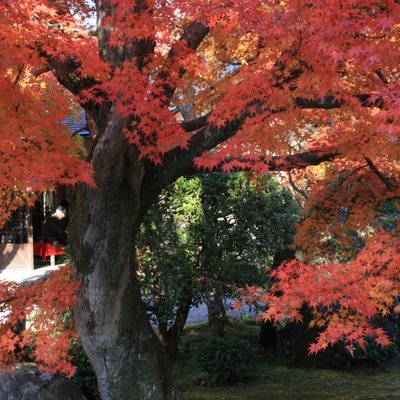 大河内山荘