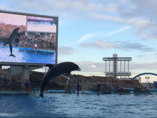 名古屋港水族館デート カップルで楽しめるおすすめポイントをご紹介 Playlife プレイライフ