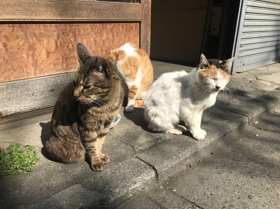 2月22日はネコの日 猫のいる浅草橋ふらっとお散歩 可愛い猫と神社でご利益アップデート Playlife プレイライフ