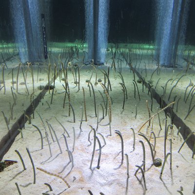 すみだ水族館