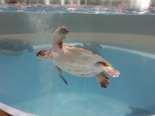 むろと廃校水族館