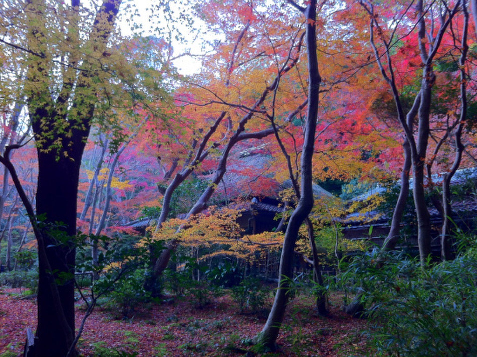 【京都嵐山】絶対行きたい紅葉の名所＆名物スイーツ10選　穴場もあるよ！