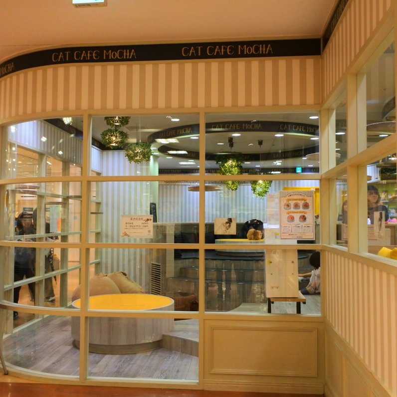 猫カフェ MOCHA 京都河原町店