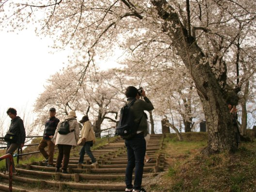 三春滝桜