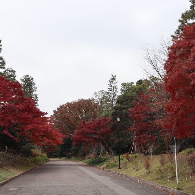 皇居乾通り