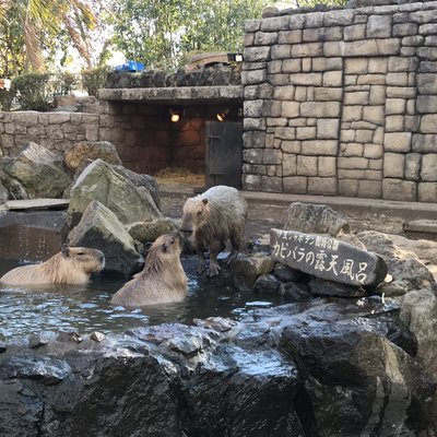 伊豆シャボテン動物公園