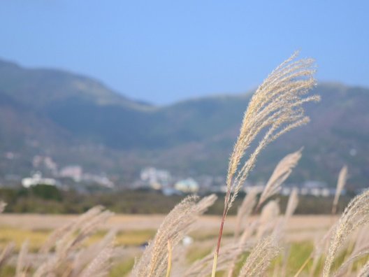 仙石原高原