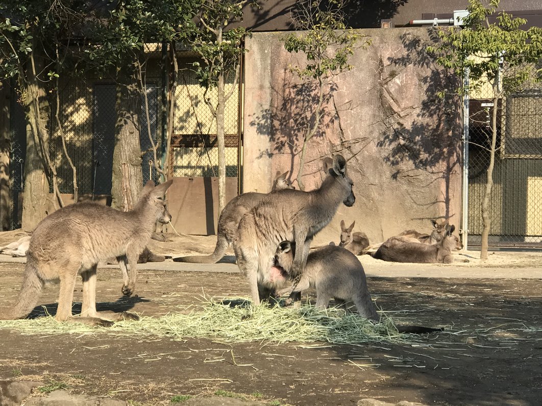 金沢動物園