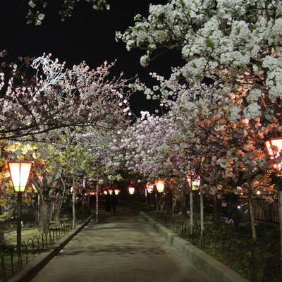 造幣局 桜の通り抜け