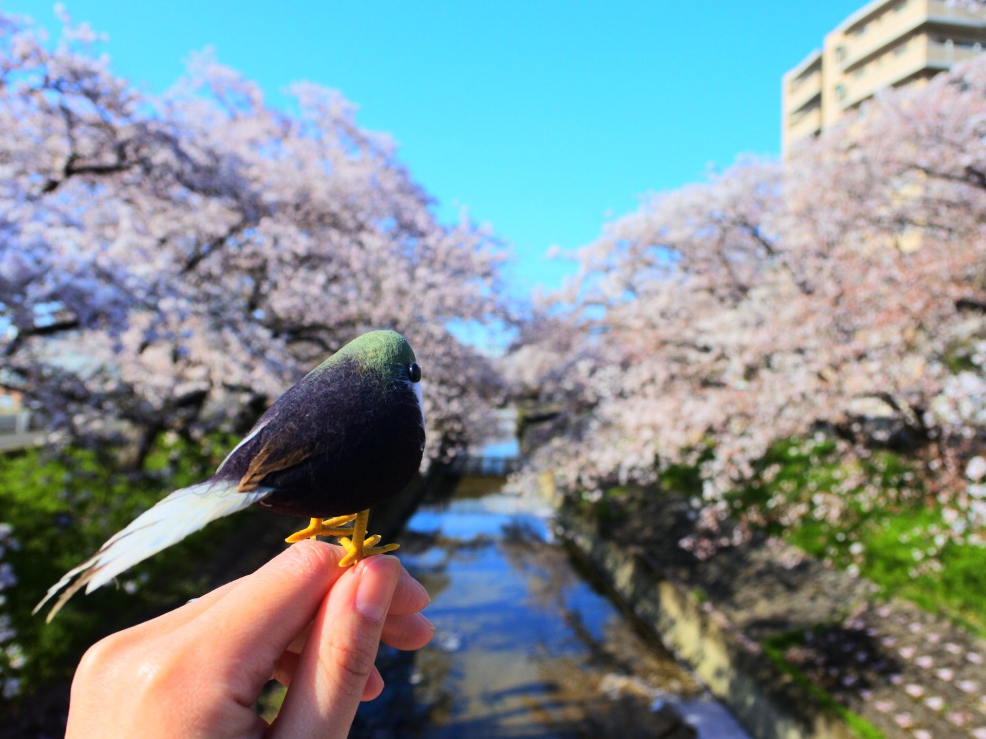 関西の目黒川！全長2.5km今が見頃の名所 大中公園にある高田千本桜でお花見しよう！