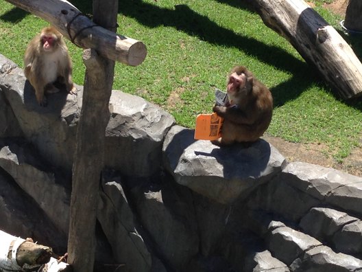 円山動物園