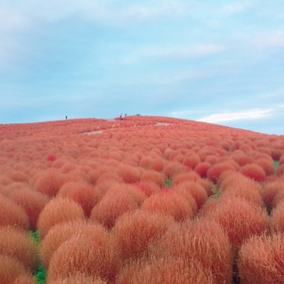 国営ひたち海浜公園