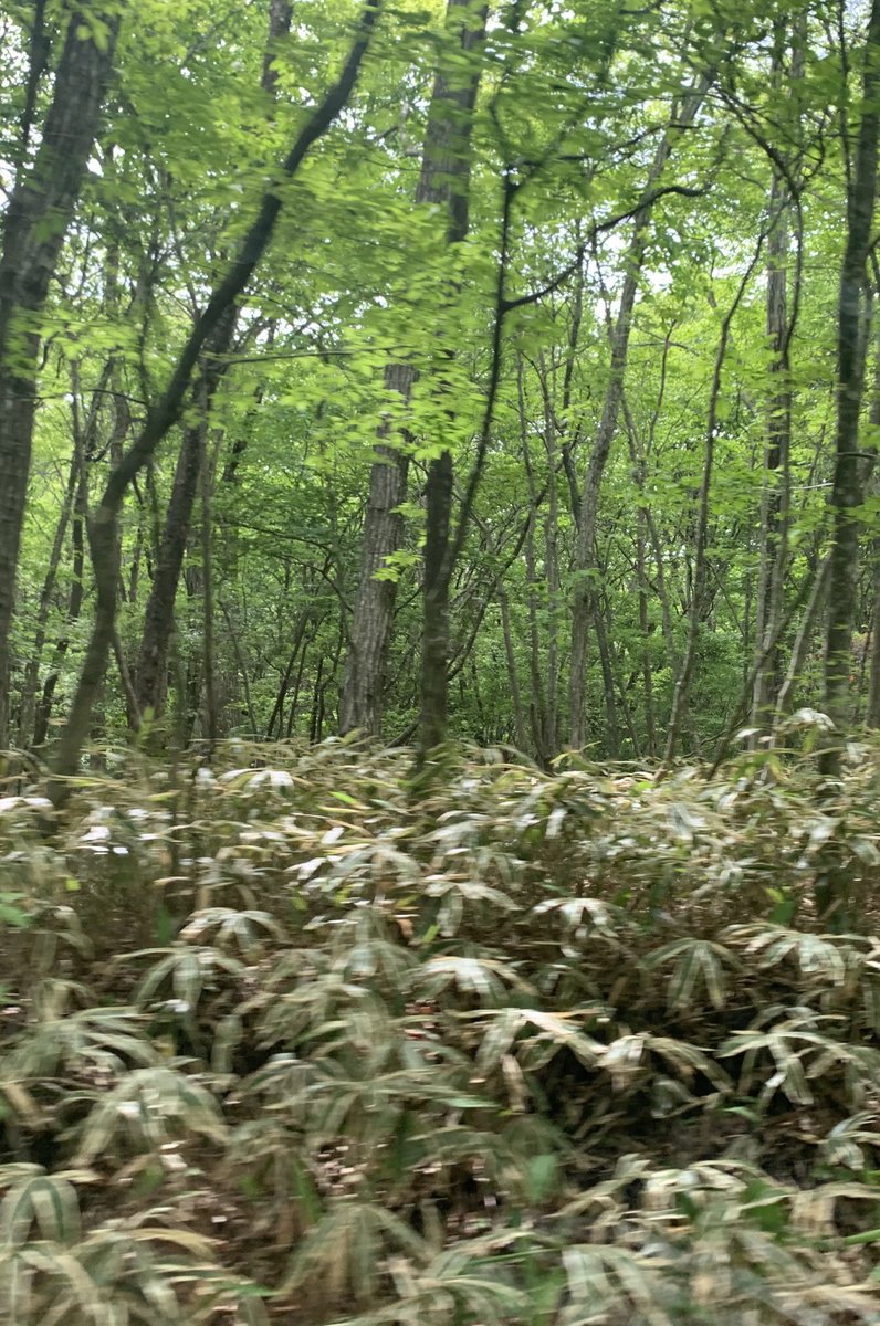 栃木県 県民の森