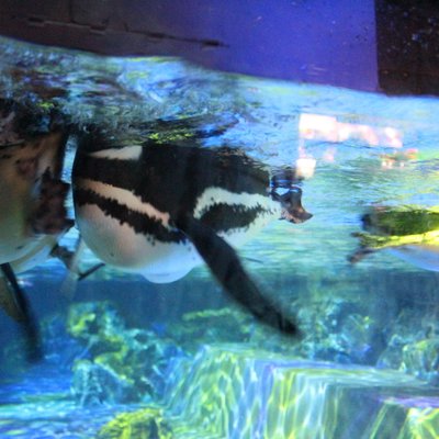 すみだ水族館