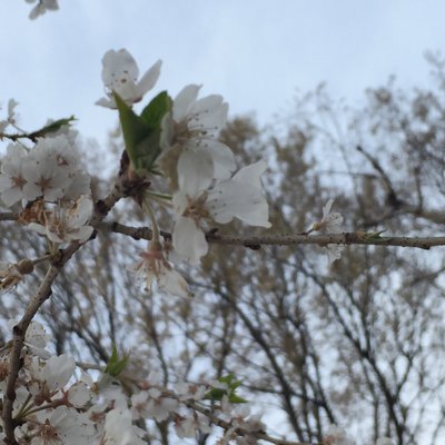 井の頭恩賜公園