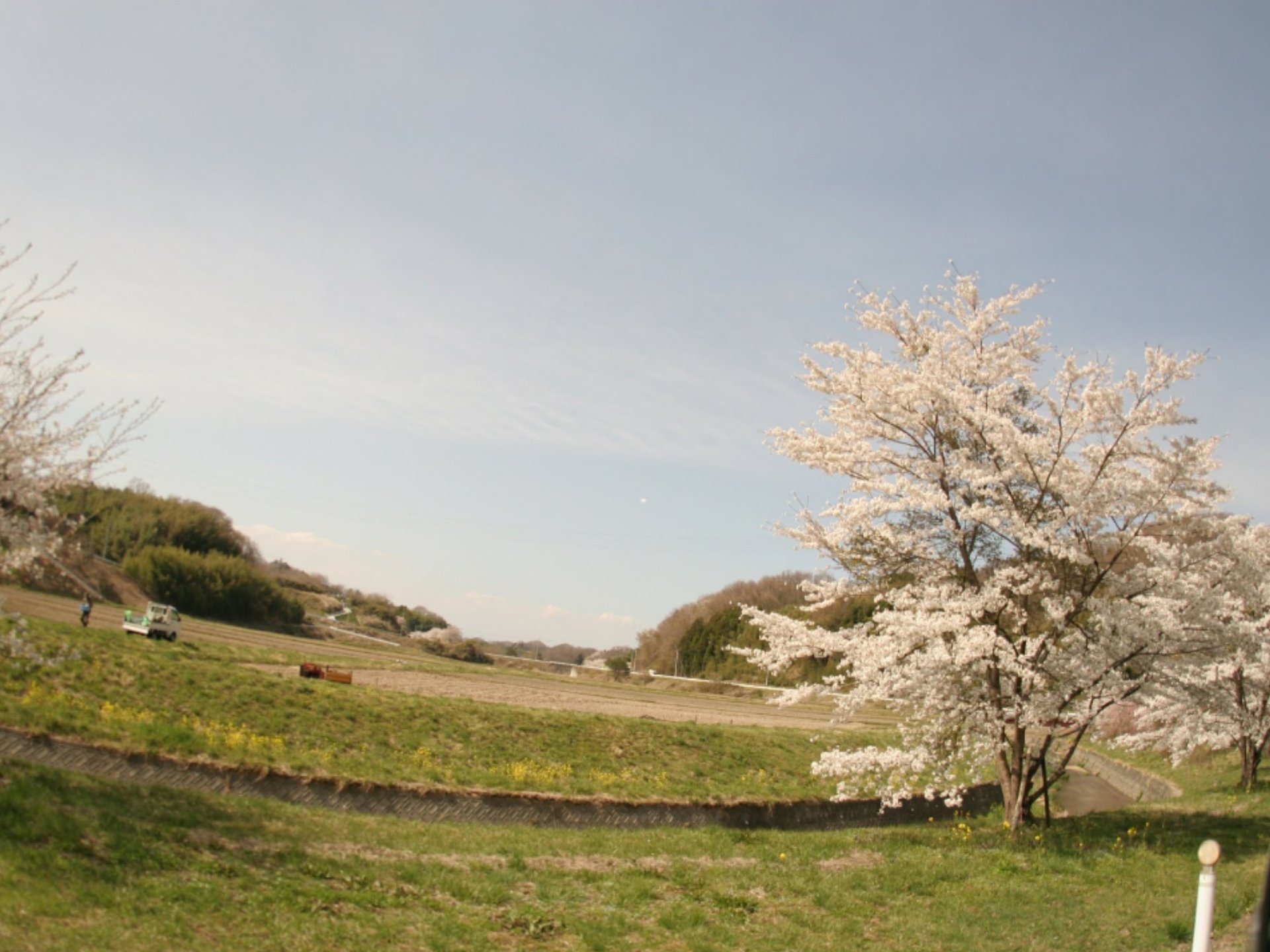 三春滝桜