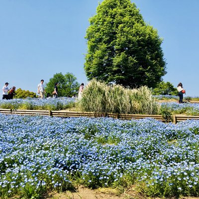 国営昭和記念公園