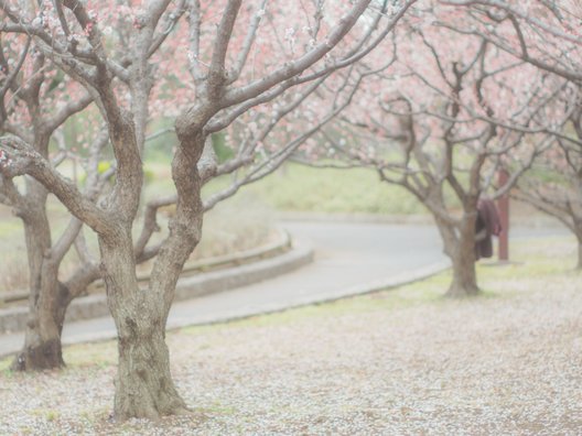 亀戸中央公園