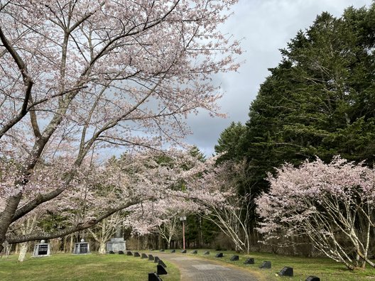 二十間道路桜並木