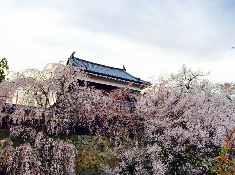 今年春天櫻花在哪裡觀賞 在上田市享受垂枝櫻花 到上田城遺址公園美麗的櫻花 Playlife 玩生活