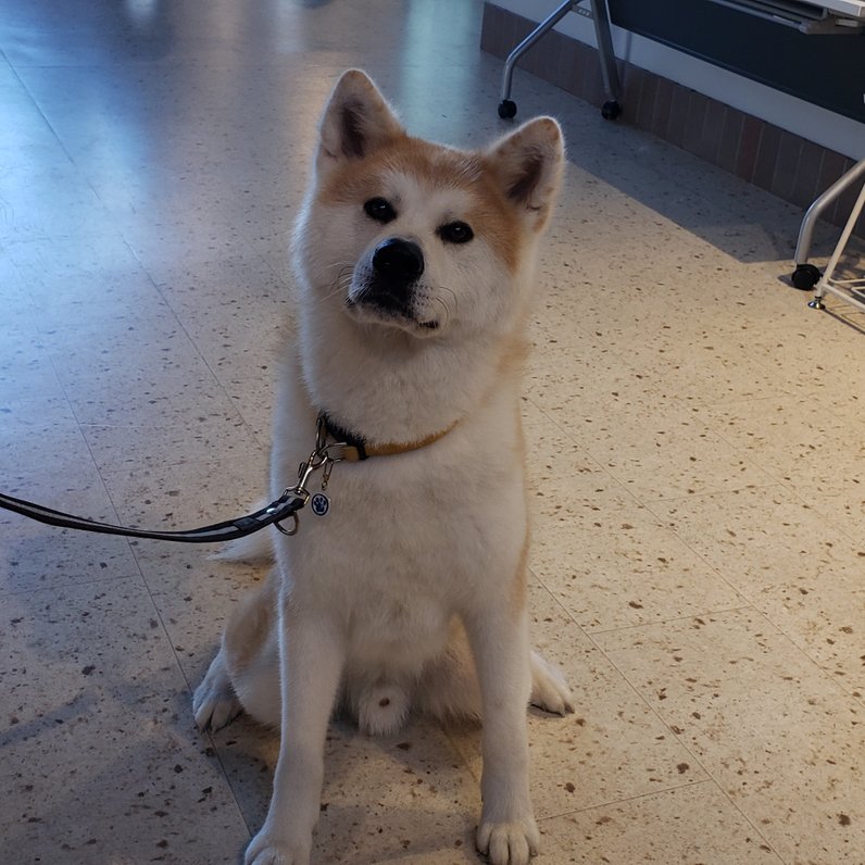 秋田犬の里