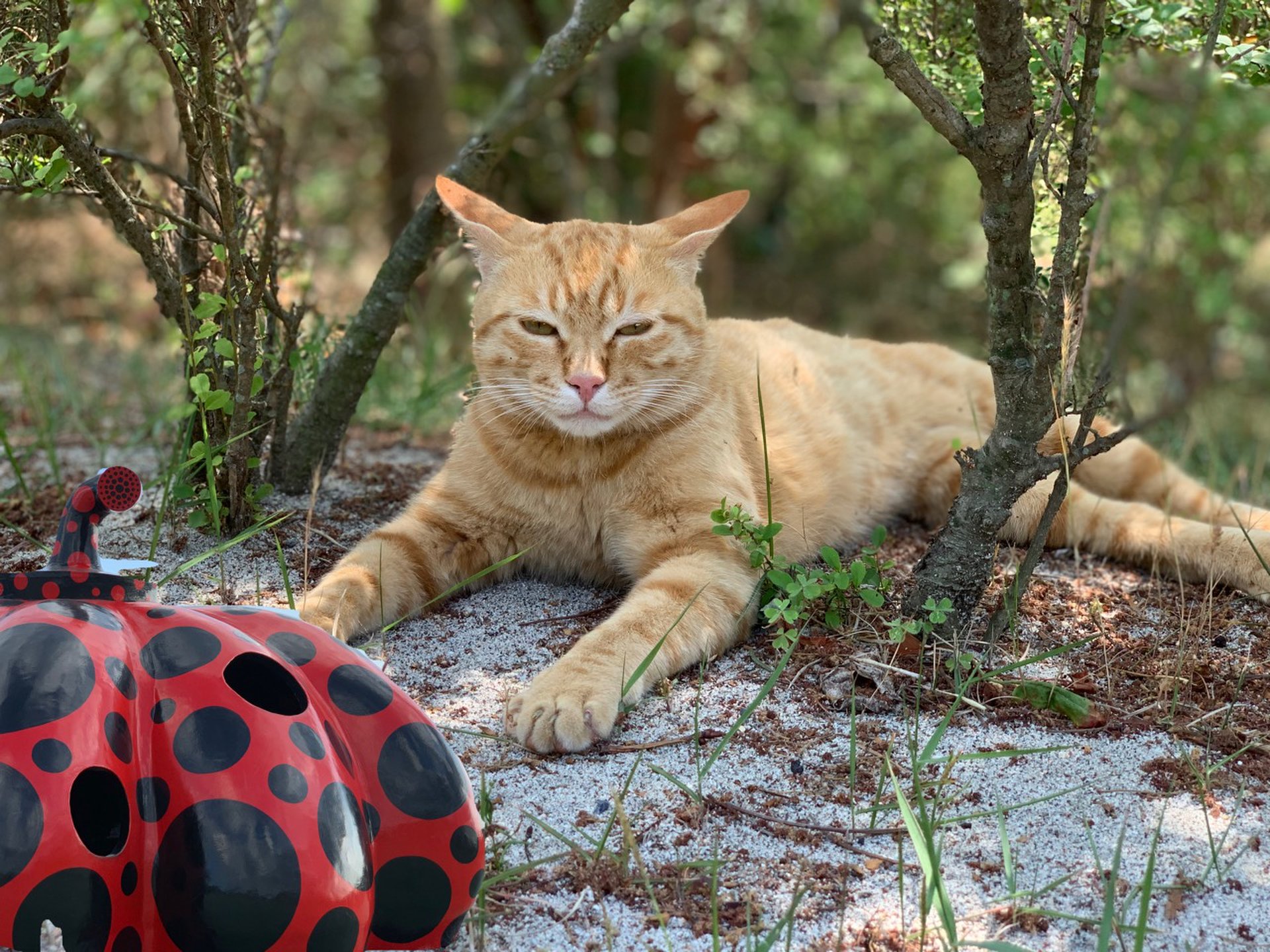 直島のねこが可愛い‼︎瀬戸内に浮かぶ島で草間彌生アートや猫に触れ合ってきた♡