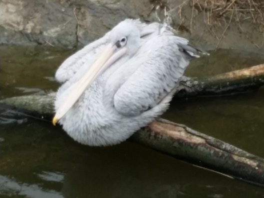 掛川花鳥園