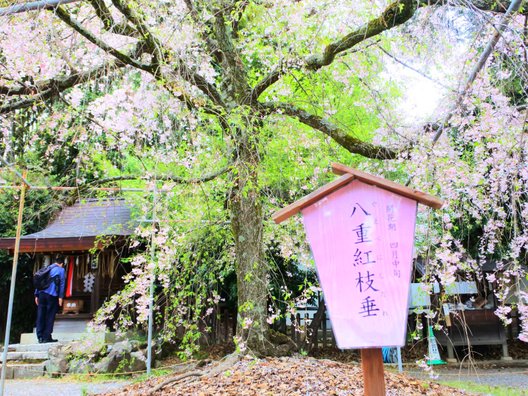 平野神社