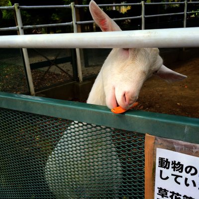 道の駅 ぐりーんふらわー牧場・大胡