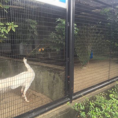 野毛山動物園