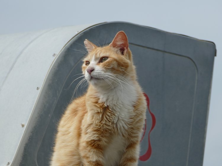 猫の写真集が完成 高松からねこ島 男木島 へ ステイアットホーム中は動物に癒されて Playlife プレイライフ