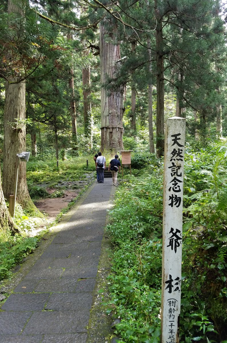 羽黒山の爺スギ