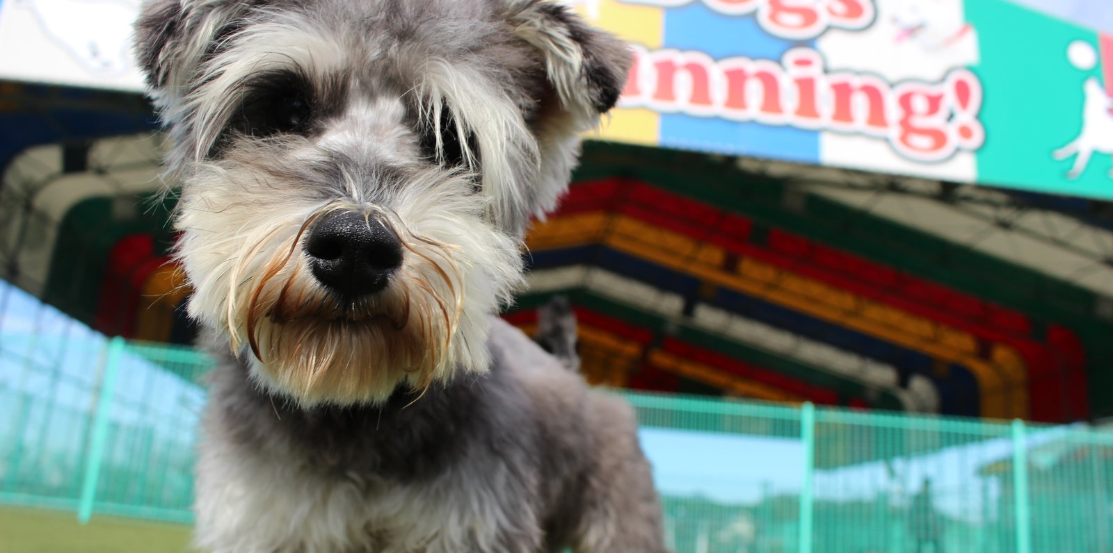 ドッグラン ミニ遊園地 温泉 愛犬と家族で半日おでかけ 西日本最大級の道の駅 おおとう桜街道 って Playlife プレイライフ