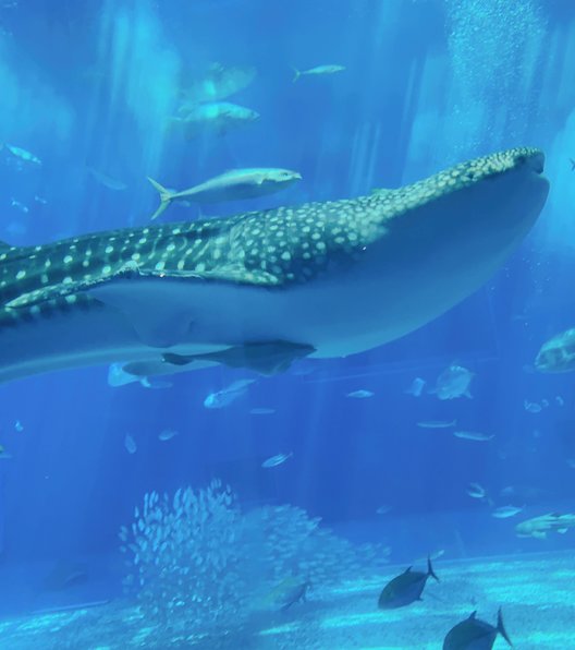 沖縄美ら海水族館