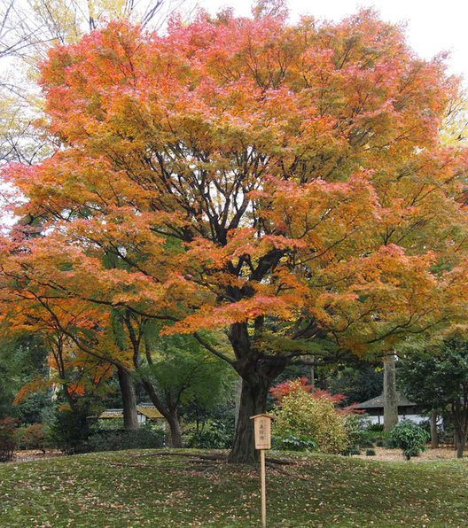 六義園 渡月橋