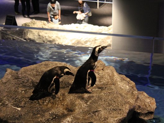 すみだ水族館