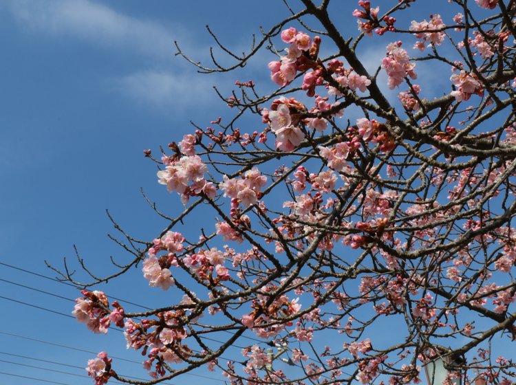 千葉 実はこれからが見頃 今年は遅めの開花 河津桜と青い海を一緒に楽しもう しらこ温泉桜まつり Playlife プレイライフ