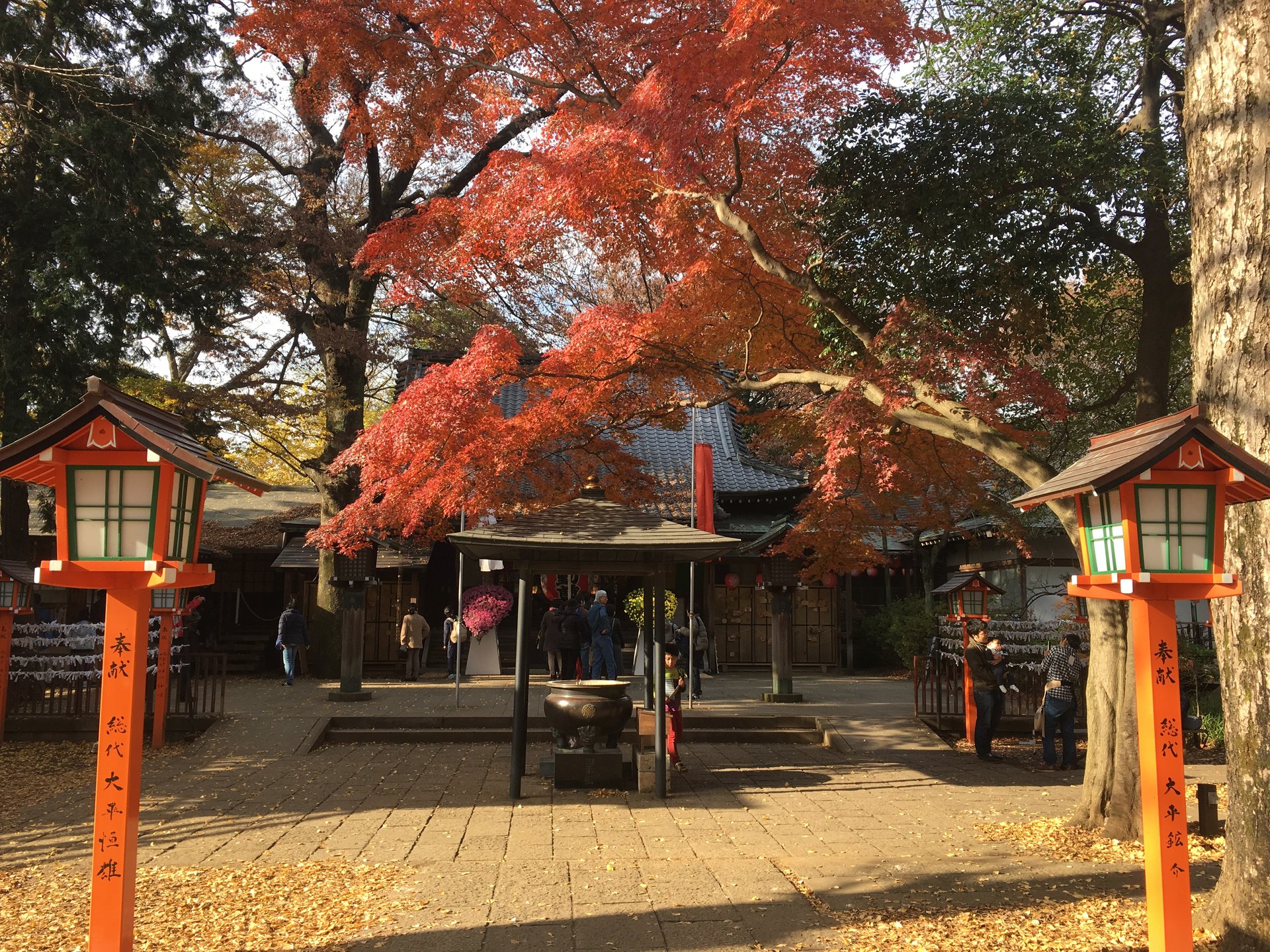 紅葉みにいこうよう‼︎【都内に突如現る大自然が想像以上にすごかった！】秋のお散歩デート@等々力渓谷