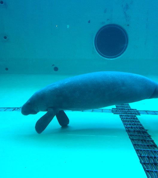 沖縄美ら海水族館