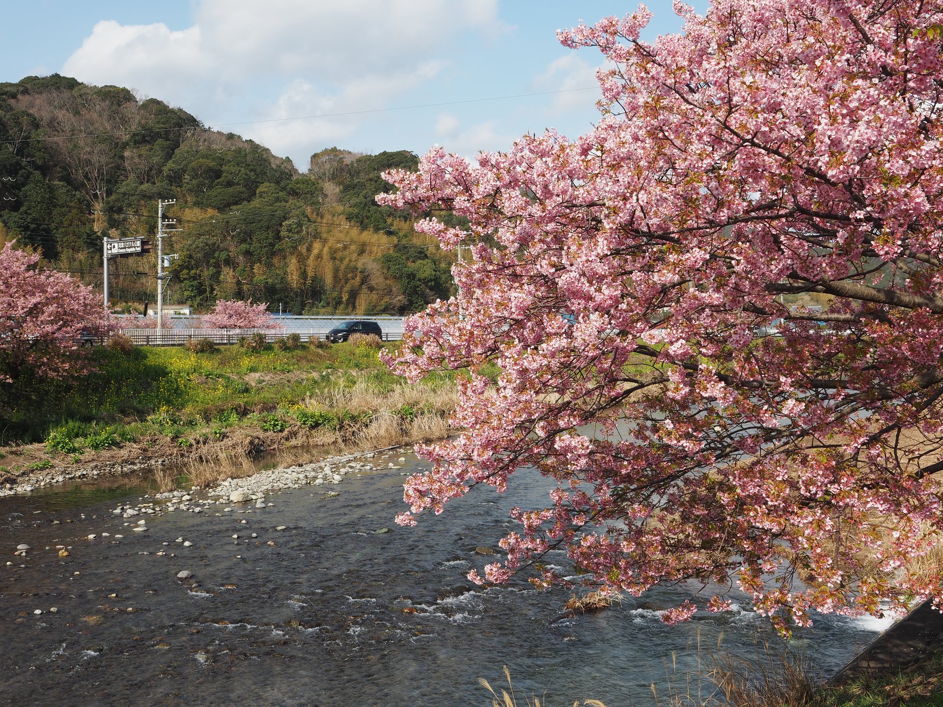 来年も春は来るよ!!日本一早いお花見♪河津桜まつりとおすすめ観光スポット♡